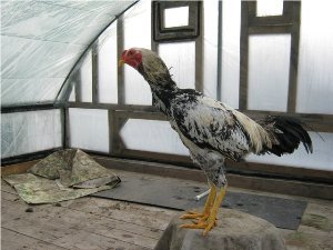 Куланги або дакан   кури бійці з поганим характером