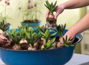 Цибулинні кімнатні квіти – нюанси догляду і посадки + відео