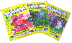 Квітка кратон – догляд для нормального розвитку і росту квітки + відео