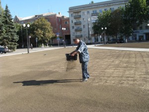 Як посадити газон своїми руками – вибір насіння і їх висадка + відео