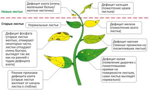 Норми внесення мінеральних добрив – робимо розрахунок дози правильно + Відео