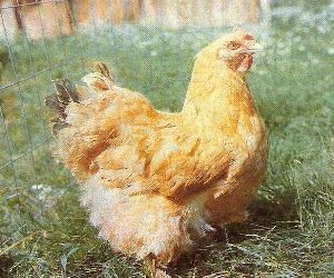 Кури породи Карликовий Кохінхіни: пишний піряний покрив і добродушна вдача