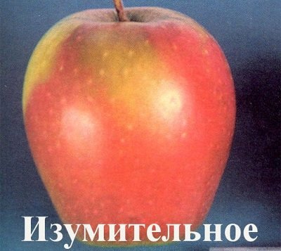 Один з найбільш смачних сортів яблук   яблуня Дивовижне