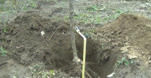 Як посадити саджанець яблуні – вибір місця і особливості посадки + Відео