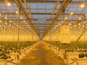 Освітлення теплиць взимку – який освітлювальний прилад вибрати? + відео