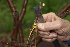 Щеплення персика – як обзавестися південним фруктом на своїй дачі? + Відео