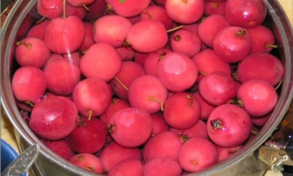 Китайка Довго: зимостійкий і високо стійкий до парші сорт