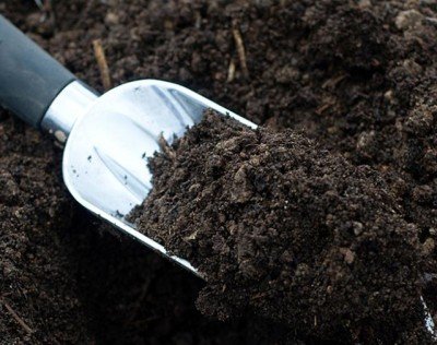 Слива Ренклод Альтана: опис сорту, догляд, боротьба з шкідниками ифото
