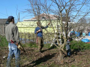 Обрізка плодових дерев восени і навесні починаючому садівникові + Відео