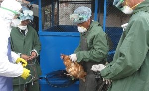 Чума   страшна хвороба, яка стала причиною смерті багатьох курей