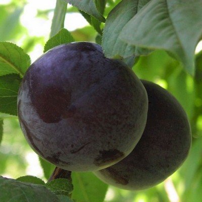 Слива Ренклод Альтана: опис сорту, догляд, боротьба з шкідниками ифото