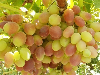 Винограду Тайфі: особливості рожевого і білого сорту їх опис та фото