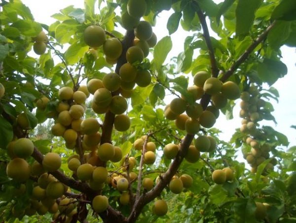 Слива Жовта Хопты : опис гордості Уралу і детальна характеристика і фото