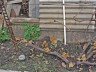 Як здійснюється правильна обрізка винограду восени? + відео