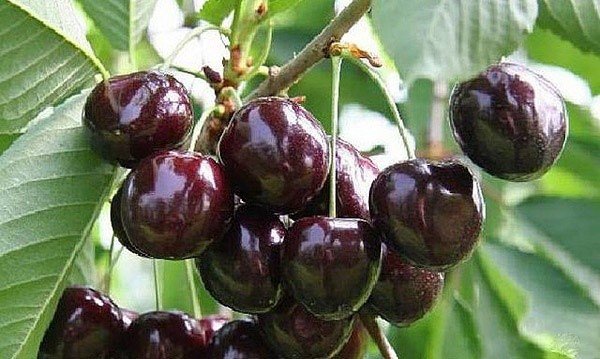 Сорт вишні Чорна велика: опис всіх характеристик сорту
