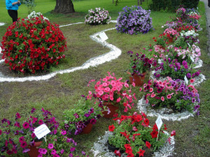 Квіти петунії – посів та догляд для нормального росту рослин + відео