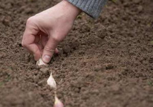 Підготовка грядки під озимий часник – правильний підхід + Відео
