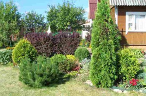 Чорнозем Росії: у чому його переваги для зростання рослин + відео