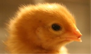 Чим небезпечний розкльовування у курей або як уникнути канібалізму?