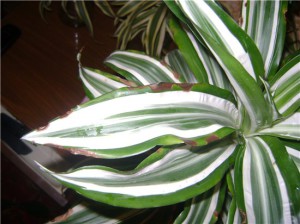 Кімнатні квіти драцена: догляд та боротьба з шкідниками рослин + відео