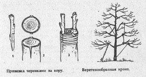 Обрізка волоського горіха навесні – не краще перенести на літо? + Відео