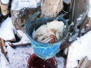 Як обробляти та зберігати курячі тушки?