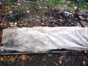 Як підготувати виноград до зими – основні етапи підготовки + відео