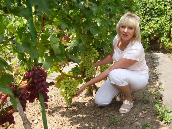 Виноград Століття: опис, фото, врожайність і спосіб посадки