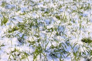 Догляд за газоном всі сезони – зелений килим цілий рік! + відео