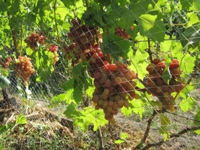 Виноград Воєвода: опис сорту, фото, характеристики, хвороби і шкідники