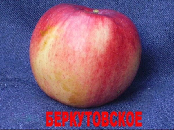 В якому кліматі яблуня Беркутовское почуває себе комфортно?