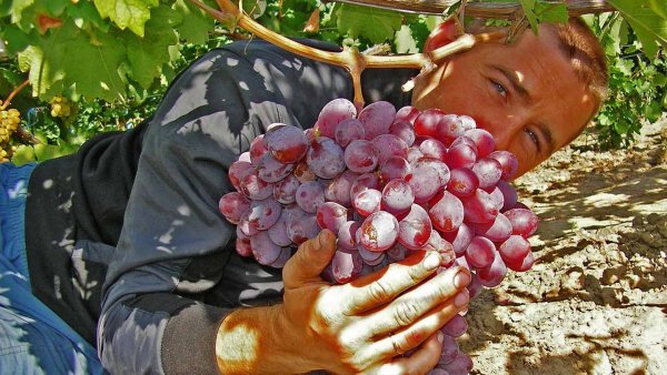Виноград Граф Монте Крісто: опис столового сорту і його фото