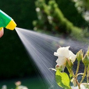 Добриво для троянд навесні – способи підживлення мікроелементами + Відео