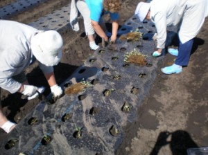 Посадка полуниці навесні – вибираємо розсаду, проводимо пересадку + відео