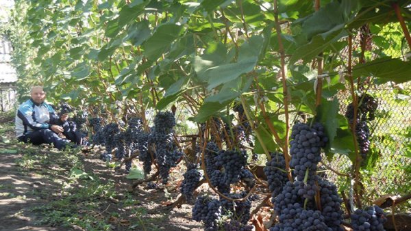 Виноград Гурзуфський рожевий: опис сорту, історія селекциии, хвороби і шкідники, фото
