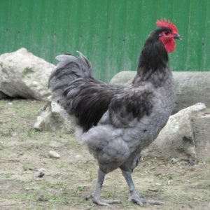 Кури Джерсійські гіганти