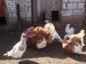 Сарай для гусей своїми руками – будуємо приміщення для птиці + Відео
