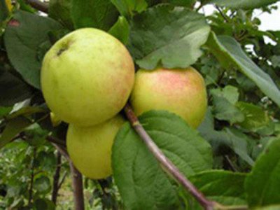 Карликова яблуня Братчуд   родич Чудернацького