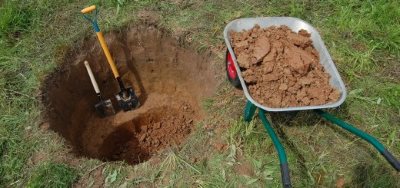 В подробицях про яблунях сорти Юний натураліст