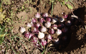 Посадка гіацинтів навесні – підготовка ґрунту і висаджування рослин + відео