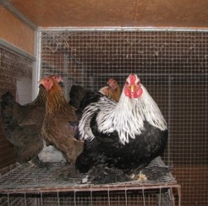 Карликові Брами   це точна копія великих курей однойменної породи