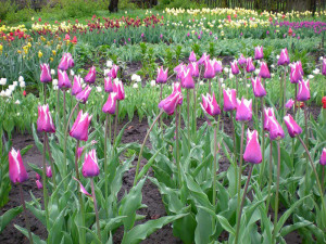 Можна садити тюльпани навесні і як забезпечити квітам догляд? + відео