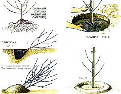 Карликова вишня Тамарис не боїться морозів і грибкових захворювань