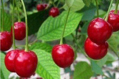 Вишня Фея   фото, опис властивостей плодів і життєстійкості сорту