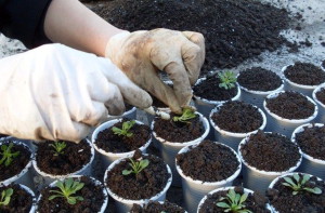 Квіти петунії – посів та догляд для нормального росту рослин + відео