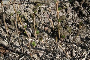 Посадка смородини навесні – всі тонкощі роботи і правила догляду + відео