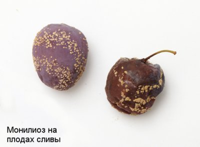 Слива Маньчжурська красуня: опис китайського сорту, посадка і фото