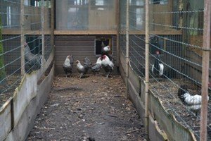 Вестфальские кури володіють усіма необхідними якостями несучки