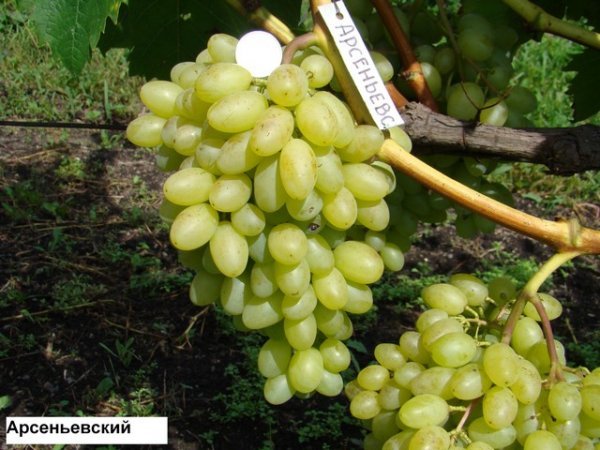 Виноград Арсеніївська: опис сорту і фото, історія селекції та характеристики