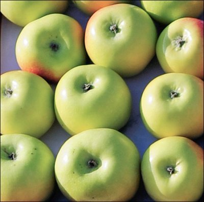 Яблуня Березнева: опис та фото сорту, посадка і догляд